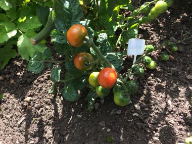Billede af plante
